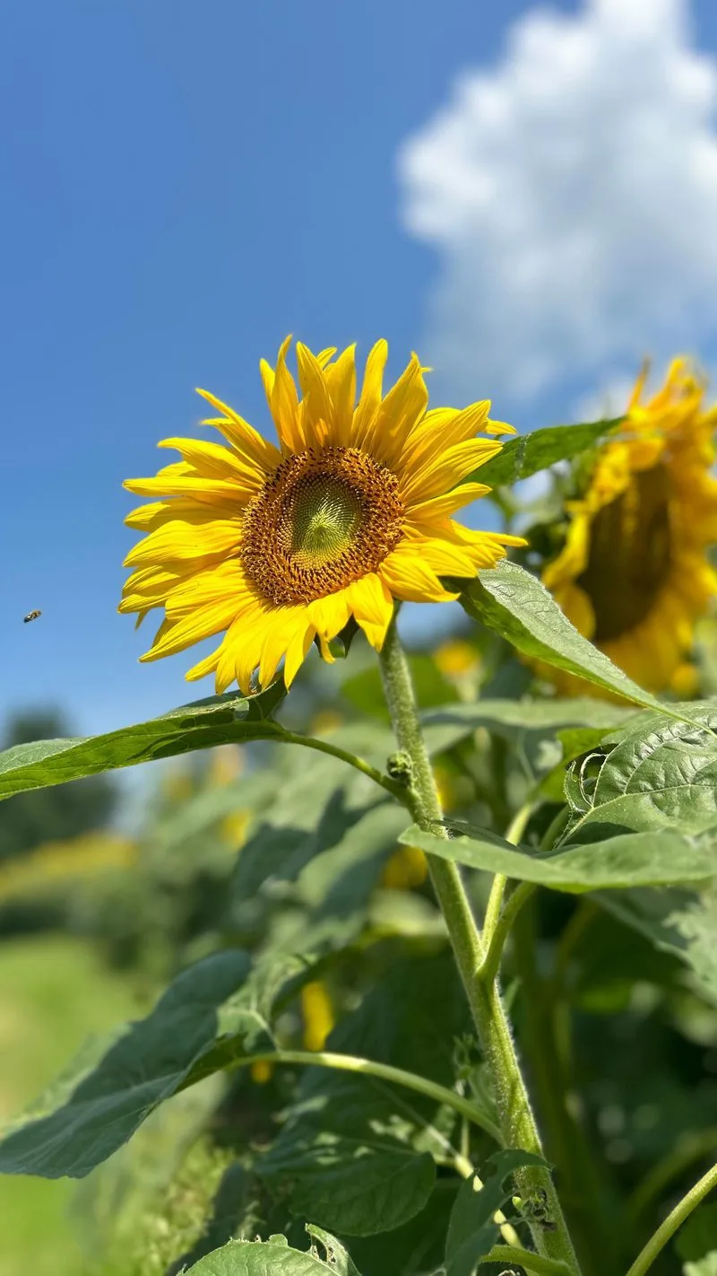 Sunflowers and Their Historical Roots