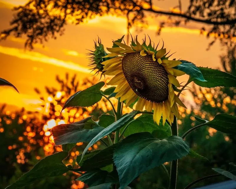Sunflowers and Wildlife