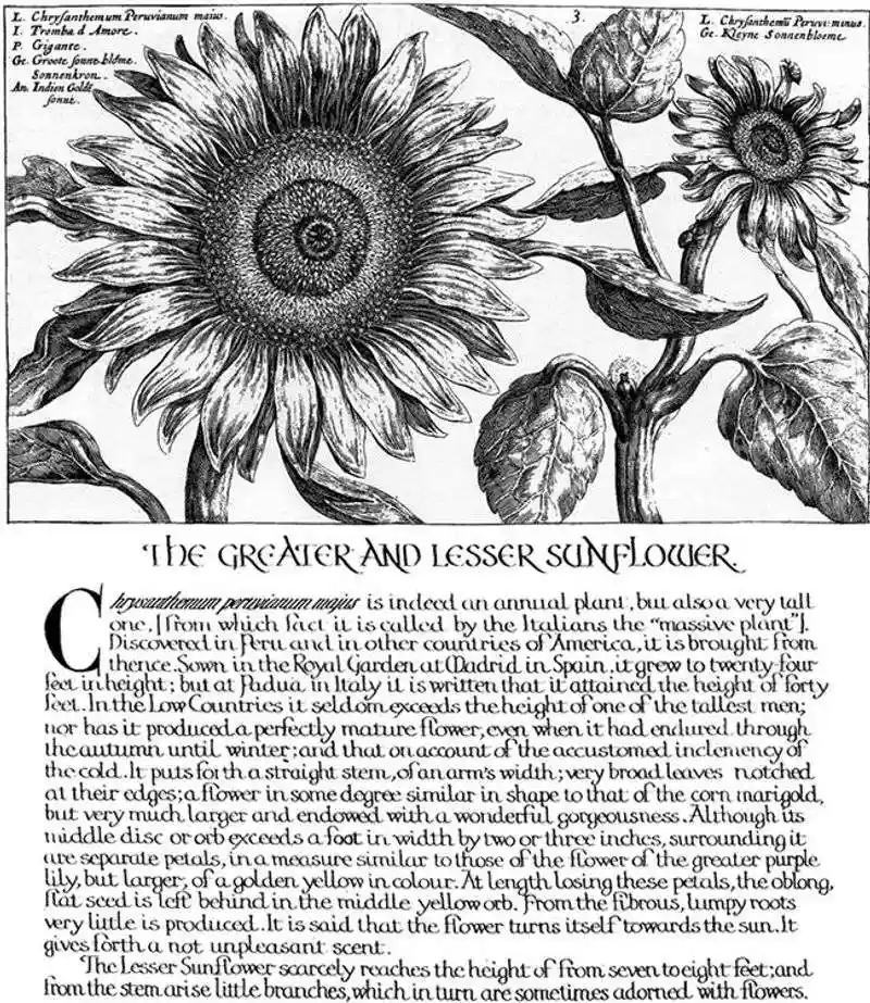 Sunflowers in Literature