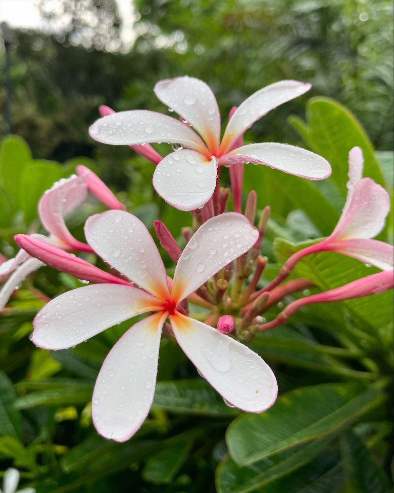 Sunken Gardens