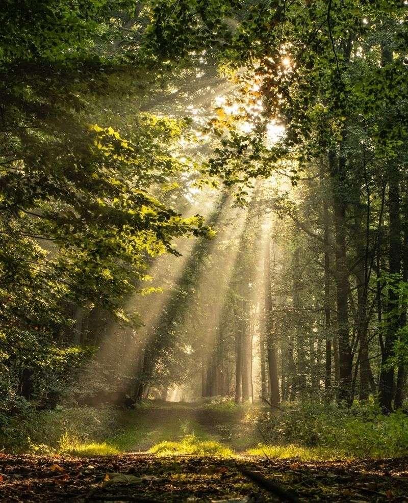 Sunlight Filtering Through Foliage