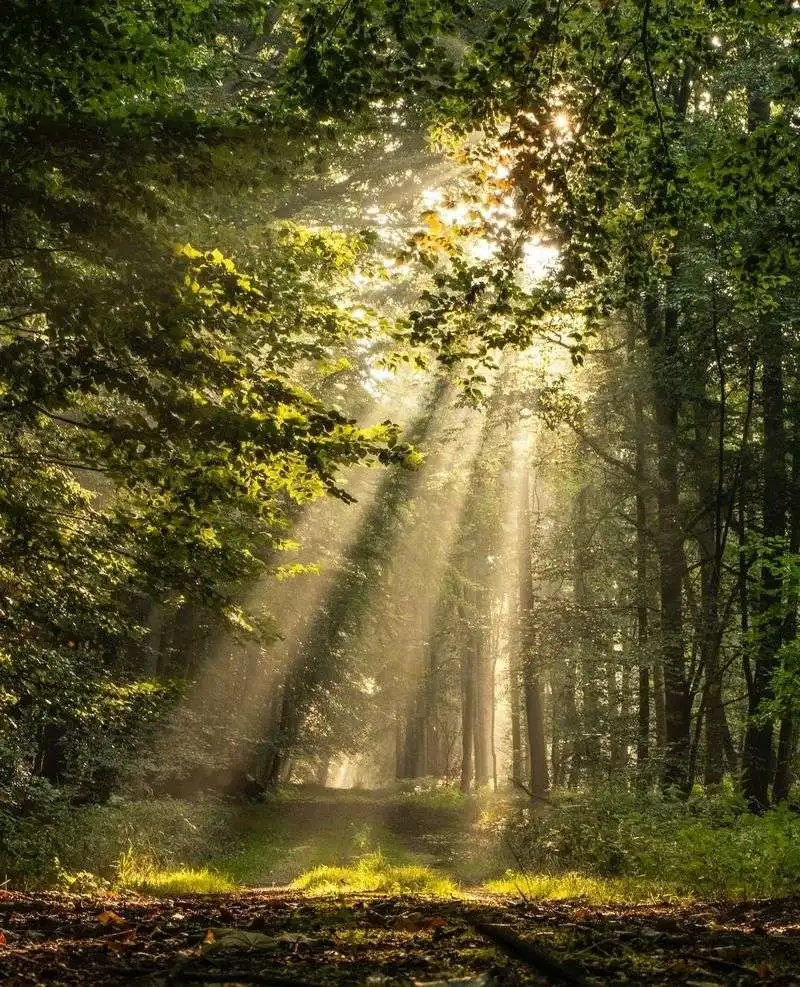 Sunlight Filtering Through Foliage