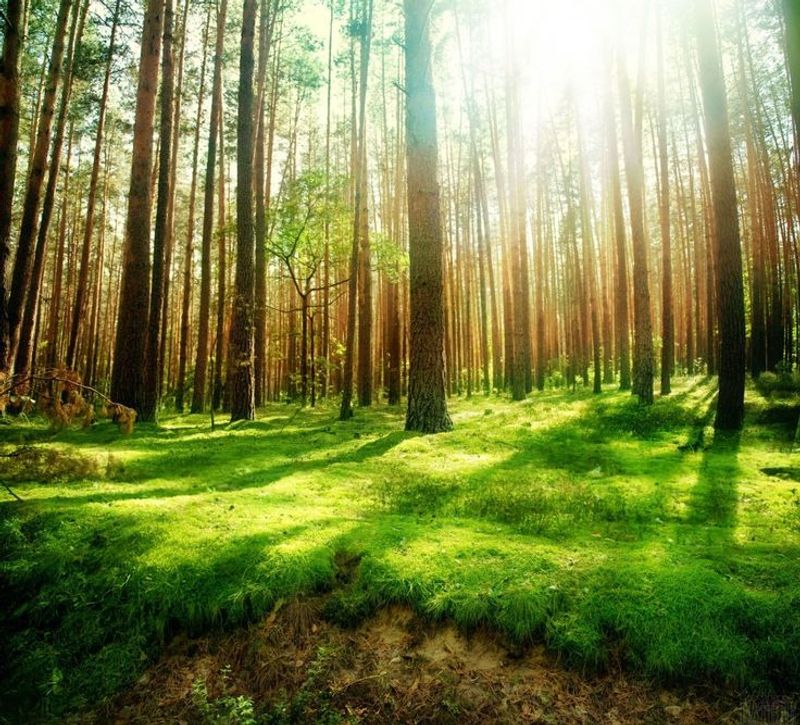 Sunlight and Warmth