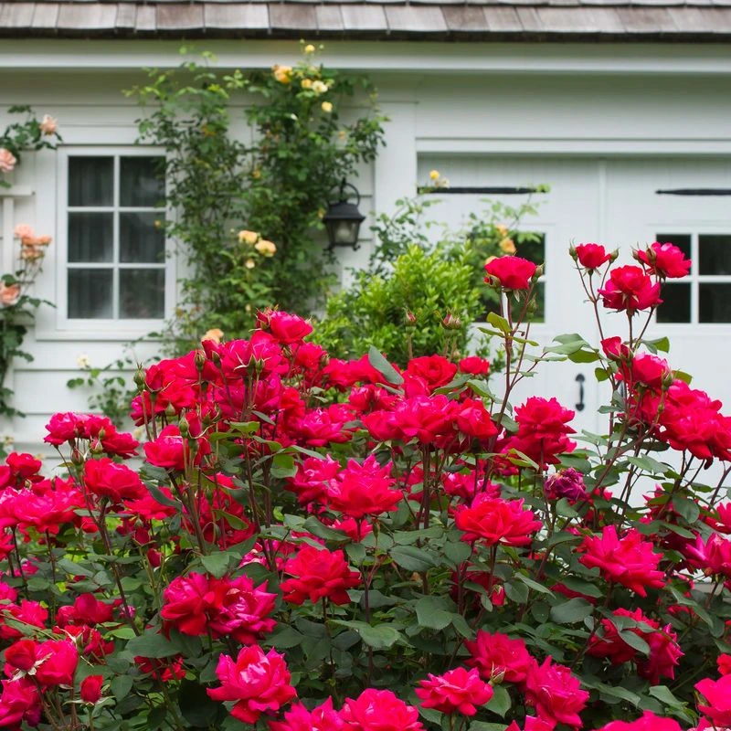 Sunny Knock Out Rose