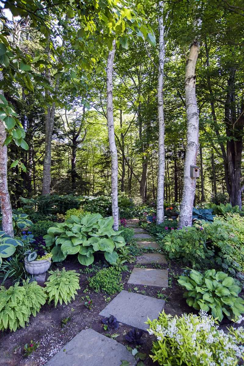 Shaded Woodland Pathway
