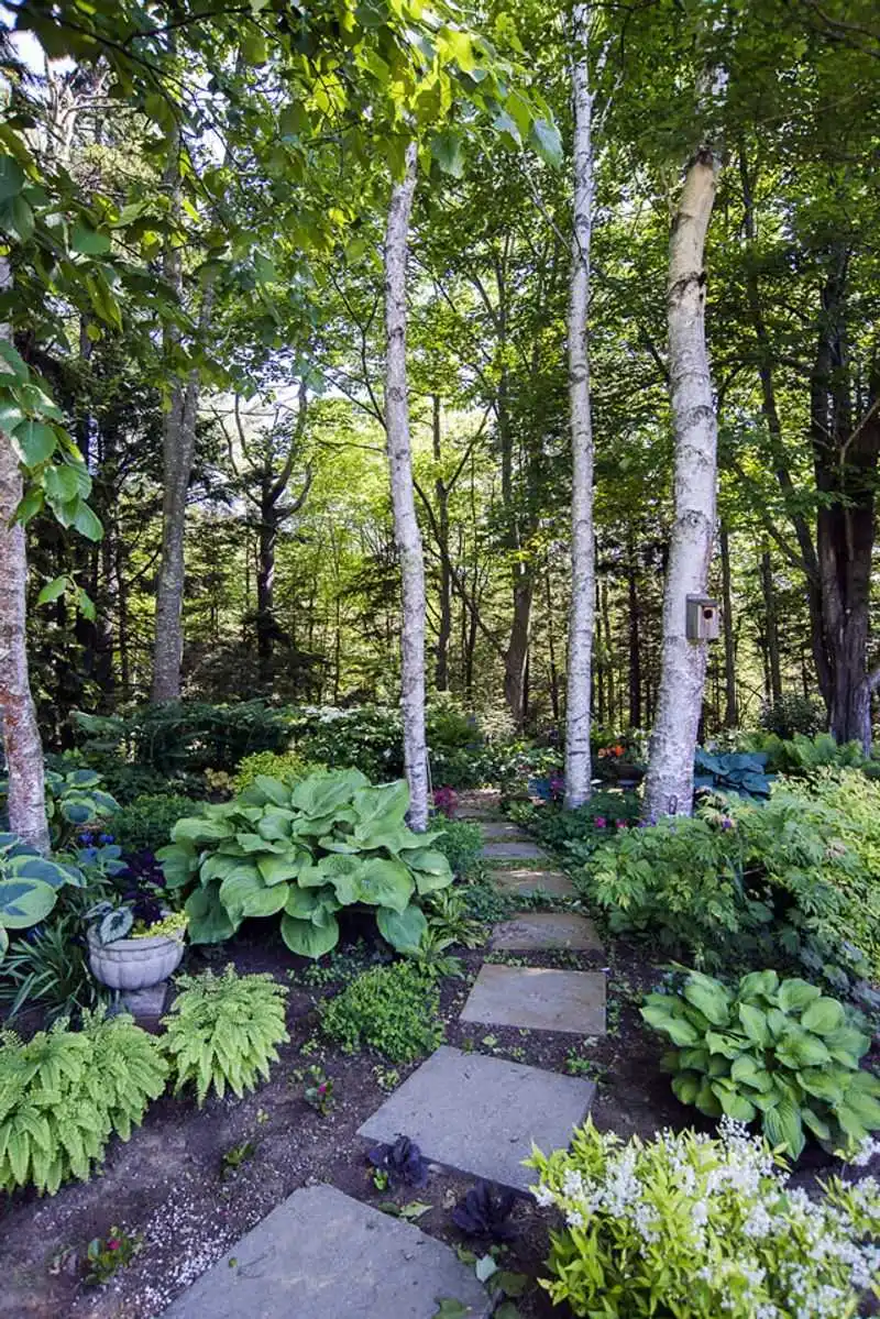Shaded Woodland Pathway