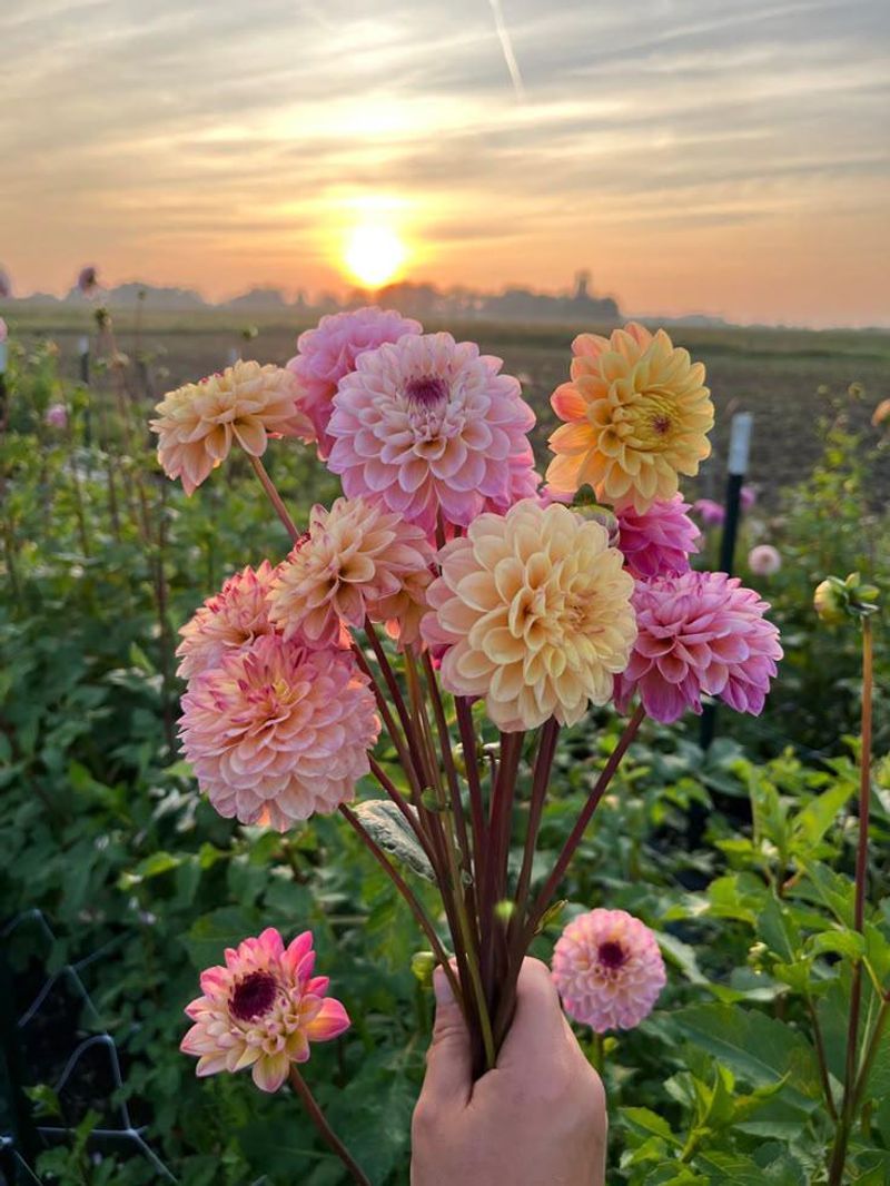 Sunset Blooms