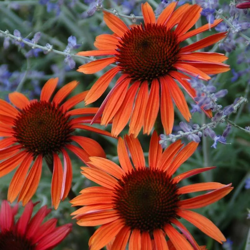 Sunset Coneflower