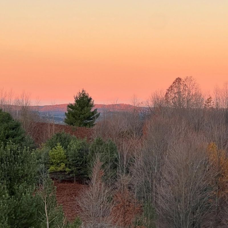 Sunset Overgrowth