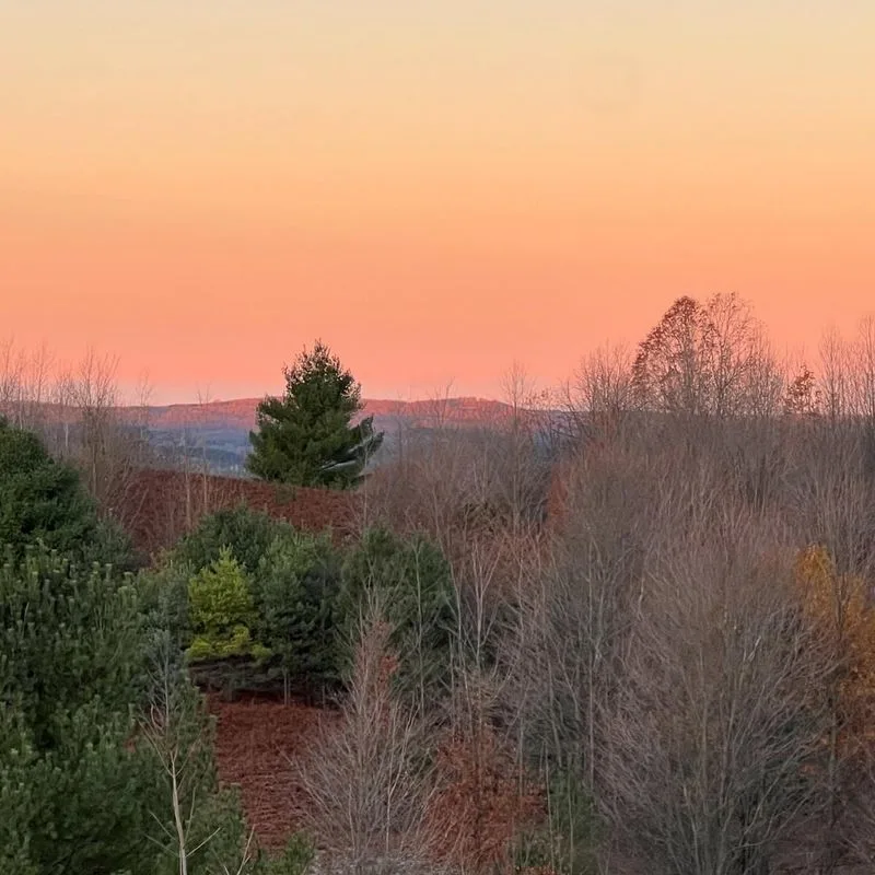 Sunset Overgrowth