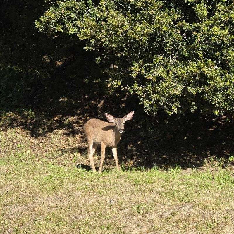 Support Local Wildlife