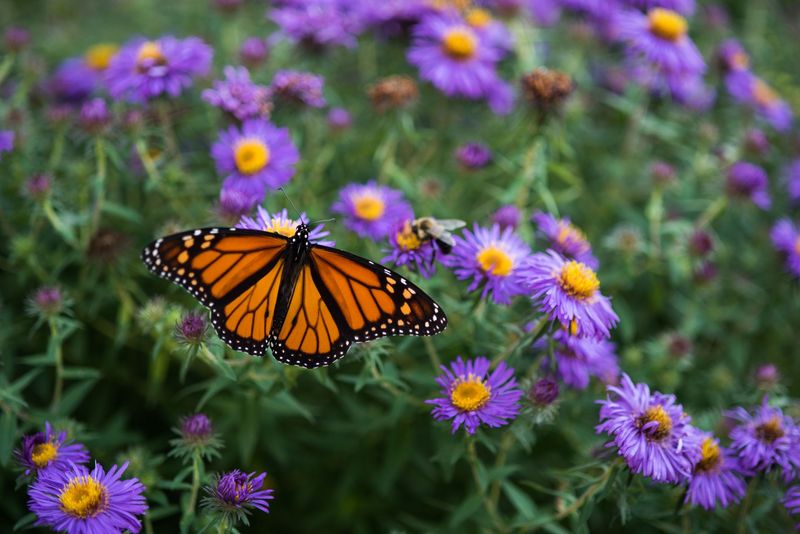 New England Aster