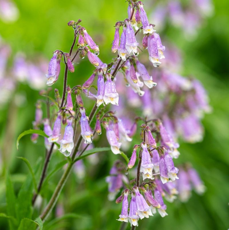 Beardtongue