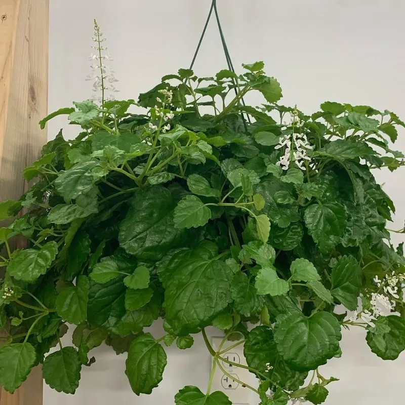Swedish Ivy
