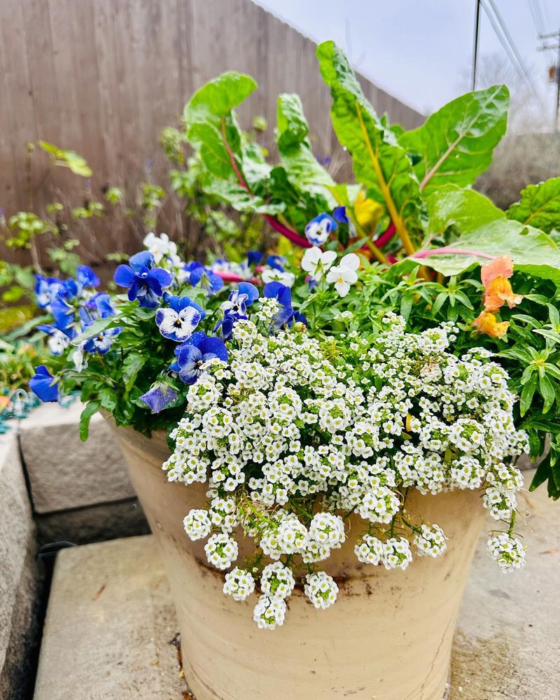 Sweet Alyssum