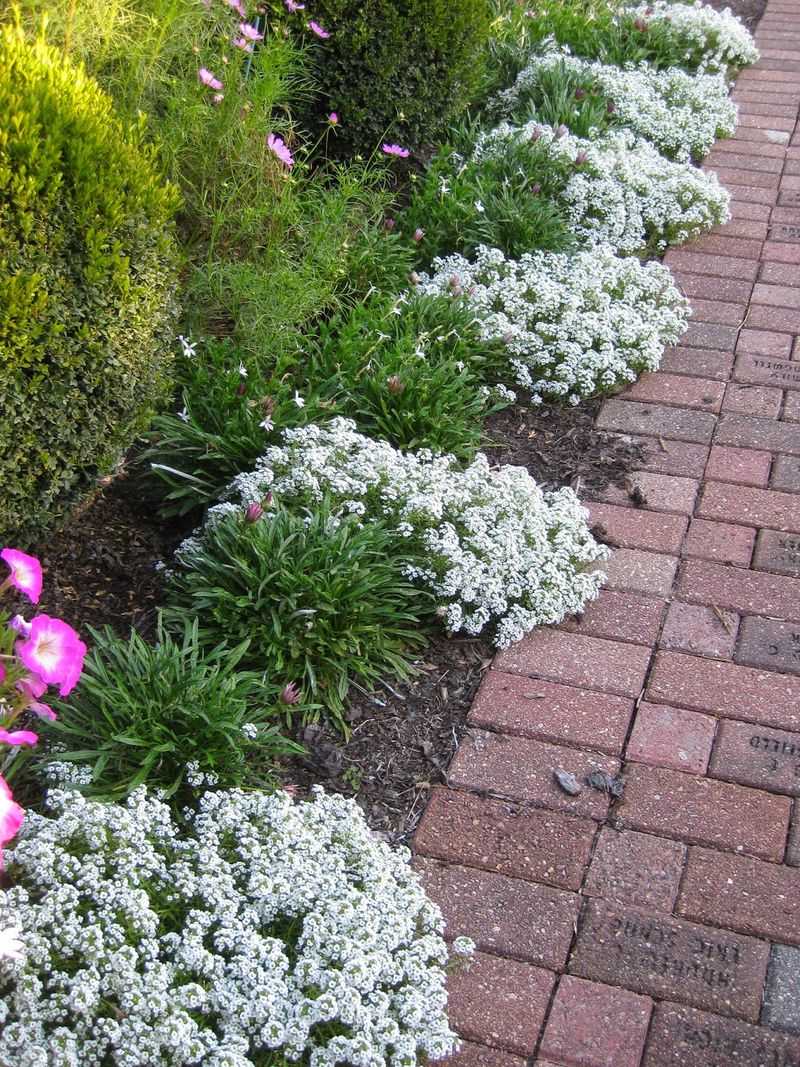 Sweet Alyssum Edges