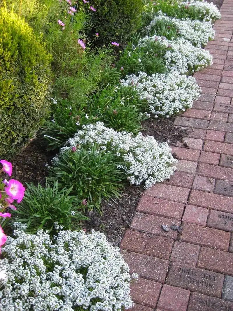 Sweet Alyssum Edges