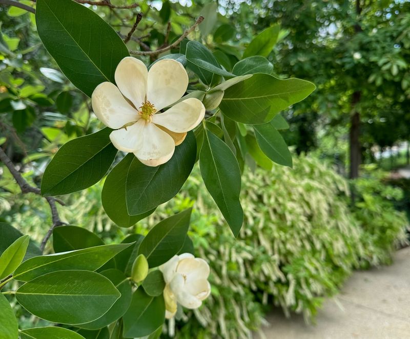 Sweet Bay Magnolia
