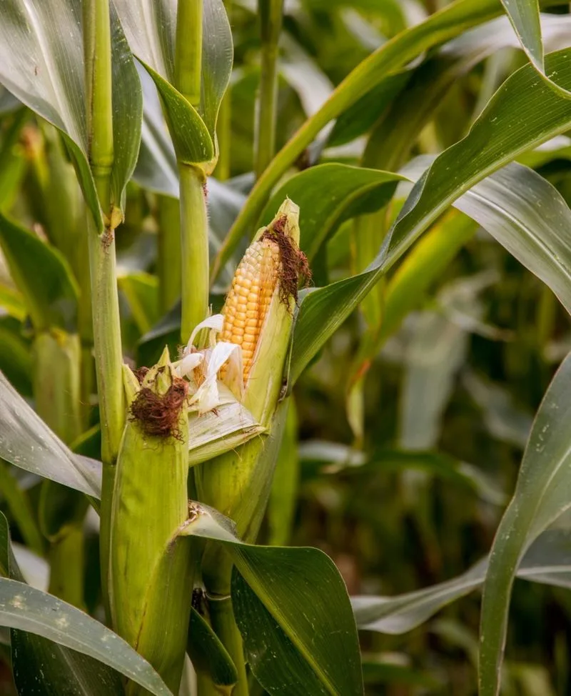 Sweet Corn