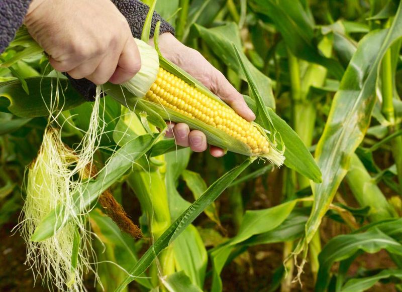 Sweet Corn