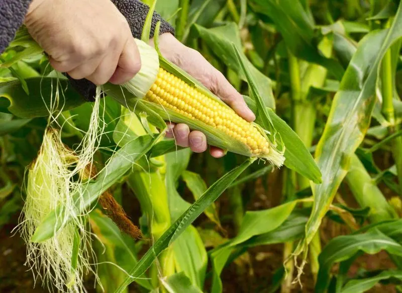 Sweet Corn