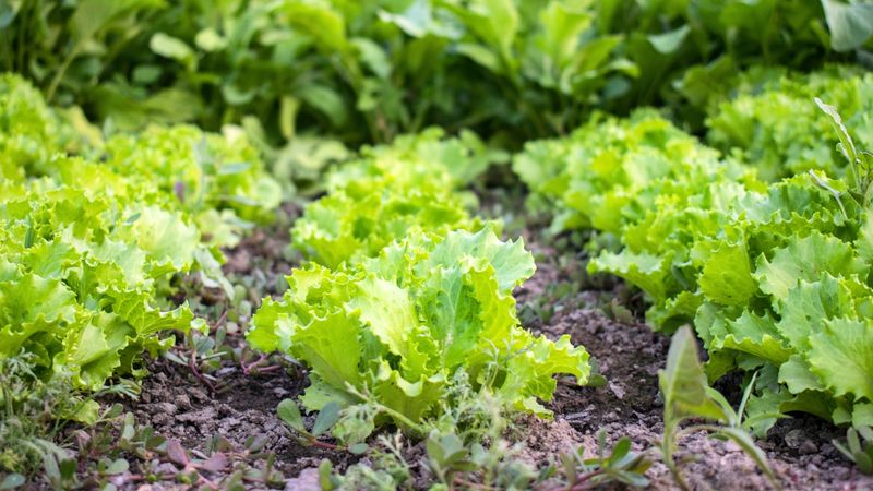 Lettuce
