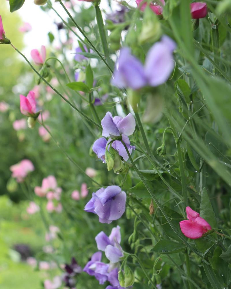 Sweet Pea
