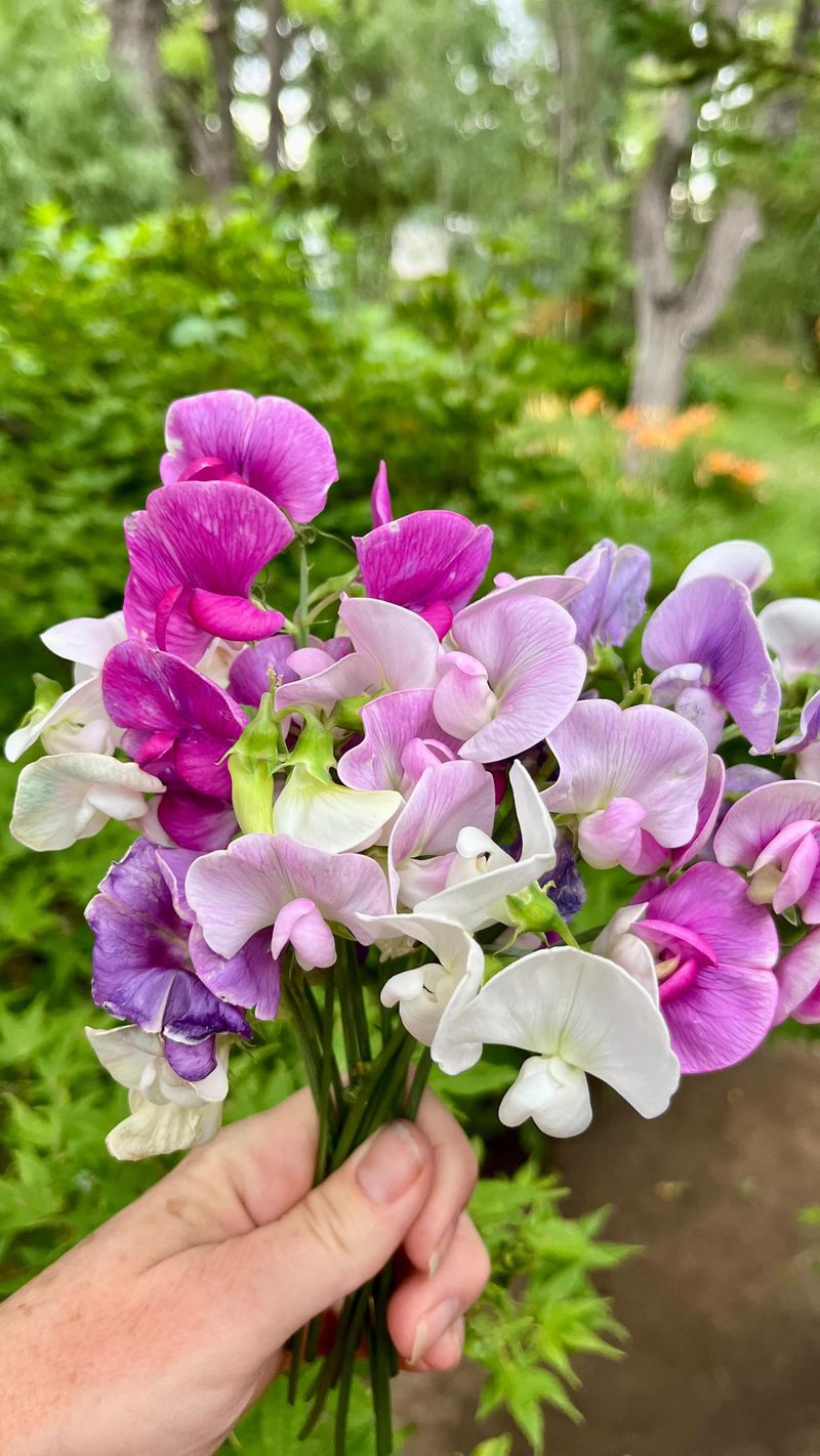 Sweet Pea