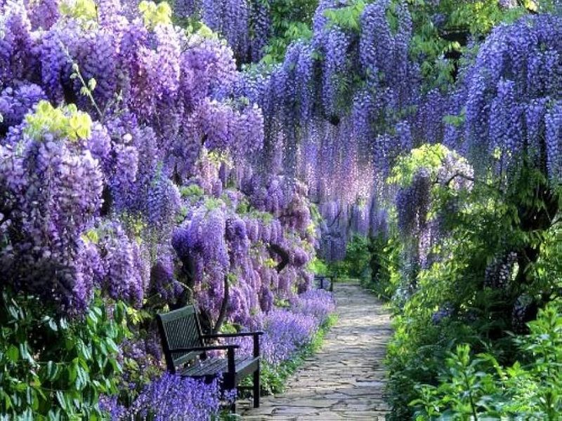 Wisteria