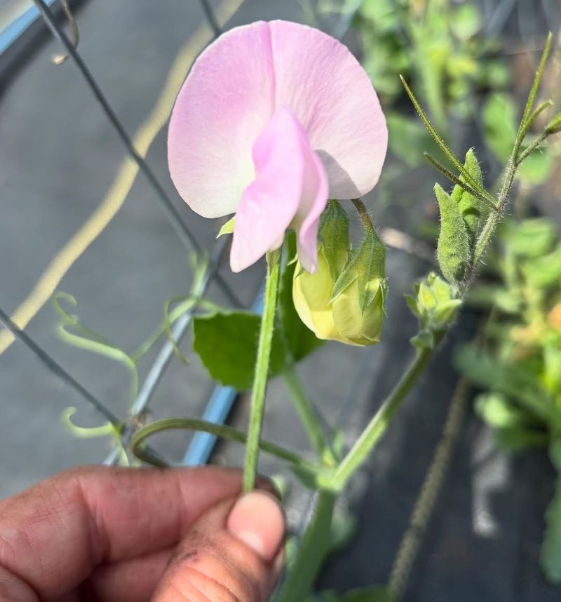 Sweet Pea