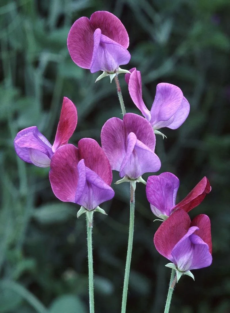 Sweet Pea
