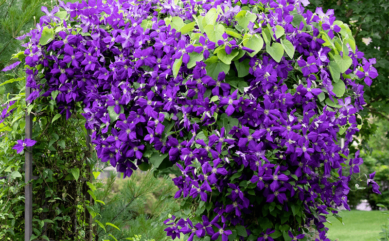 Clematis