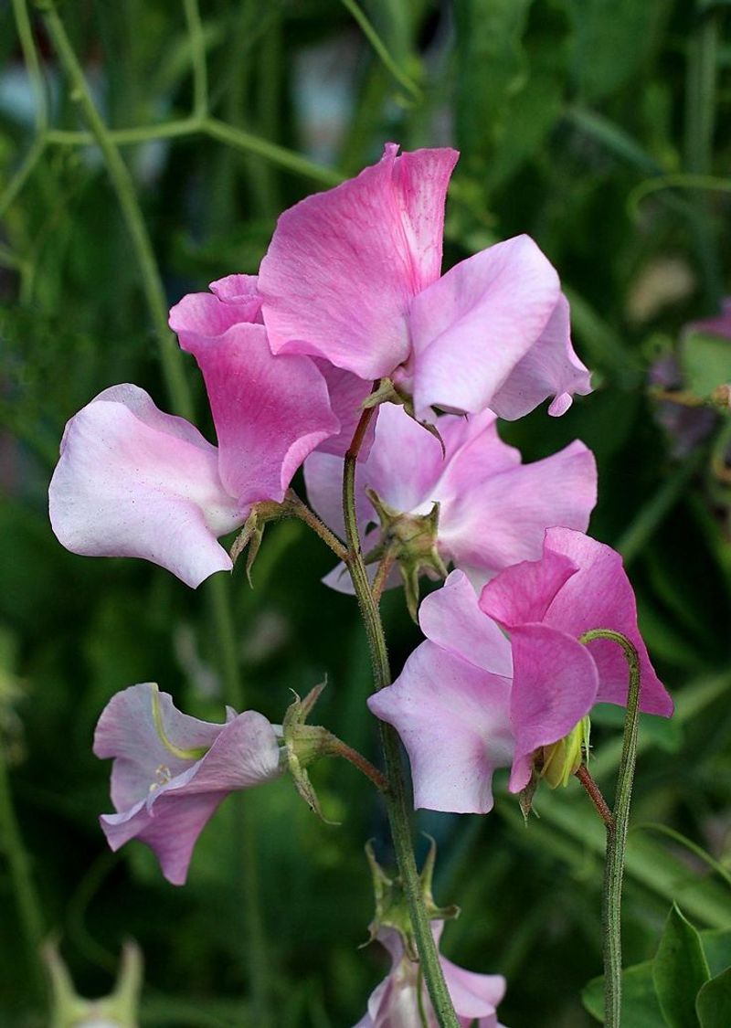 Sweet Peas