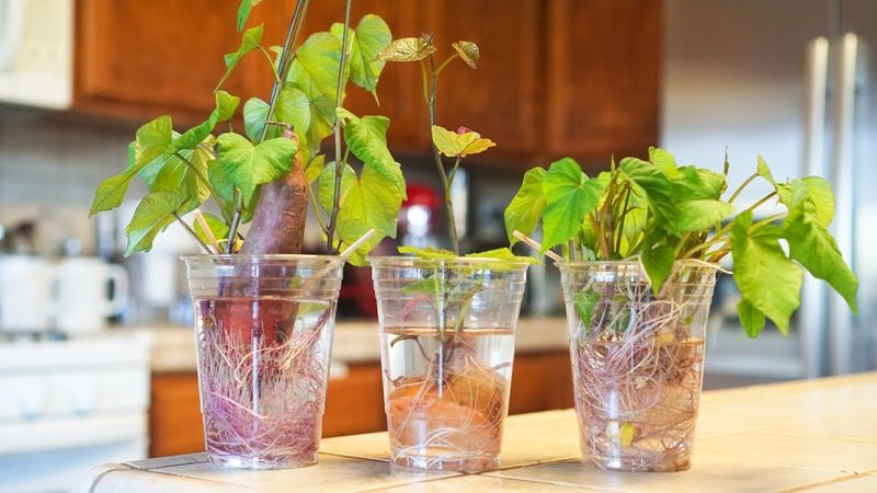 Sweet Potato Slips
