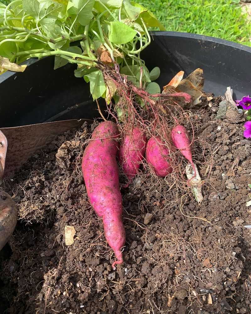 Sweet Potato Vine