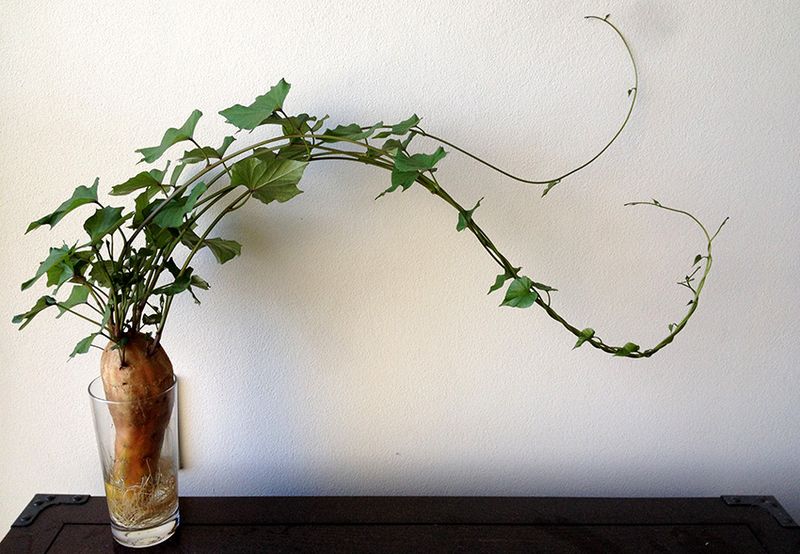 Sweet Potato Vine