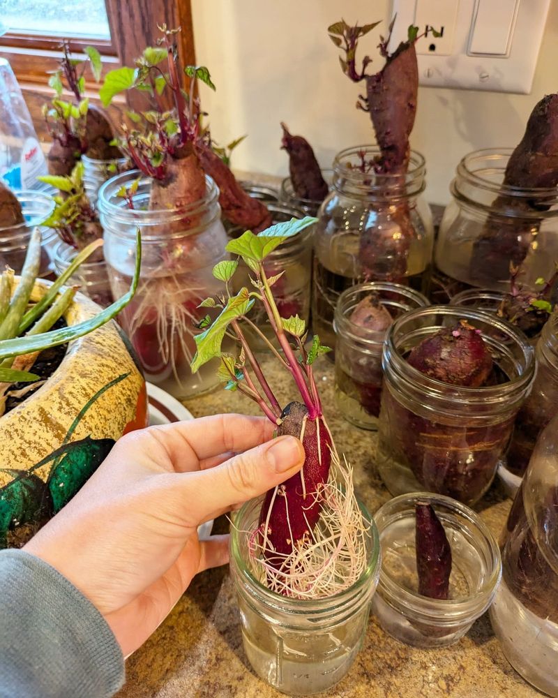 Sweet Potato Vine Creation