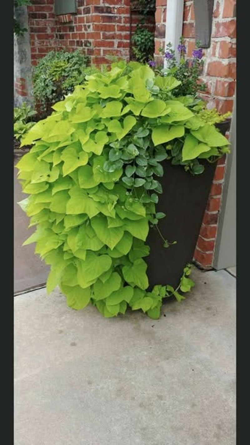 Sweet Potato Vine