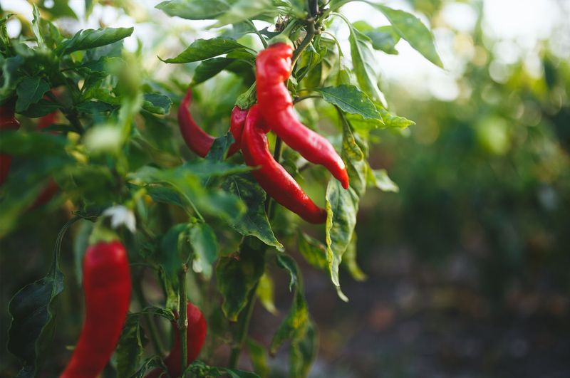 Peppers