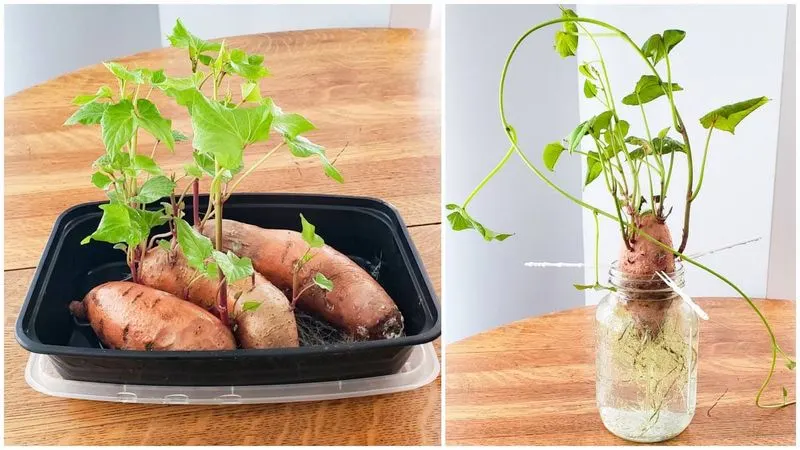 Sweet Potatoes