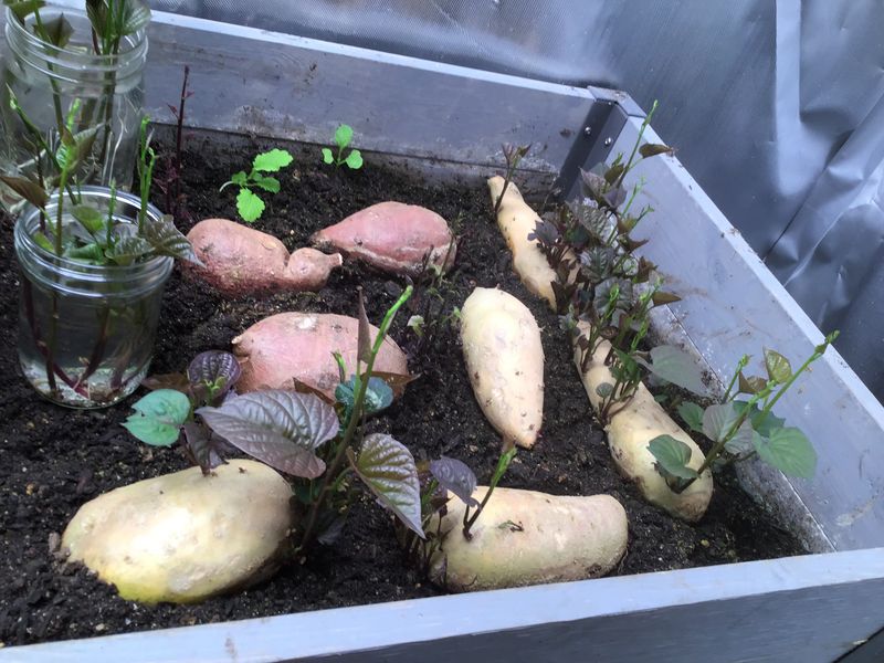 Sweet Potatoes