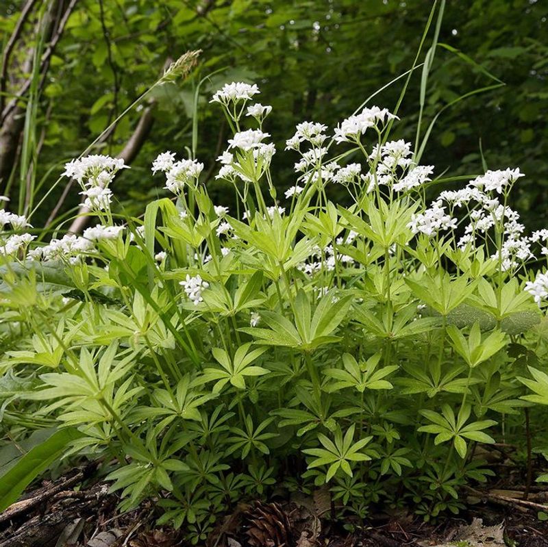 Sweet Woodruff