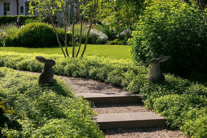 Sweet Woodruff