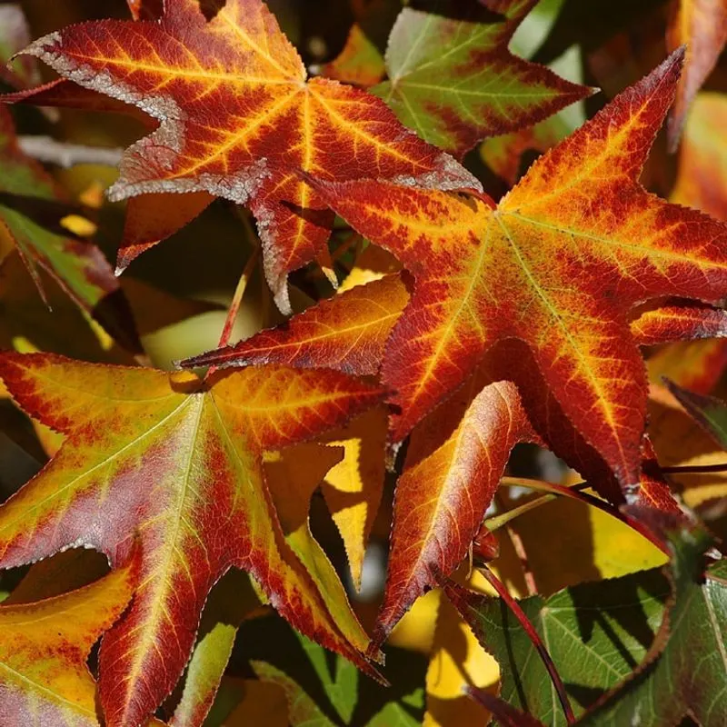 Sweetgum