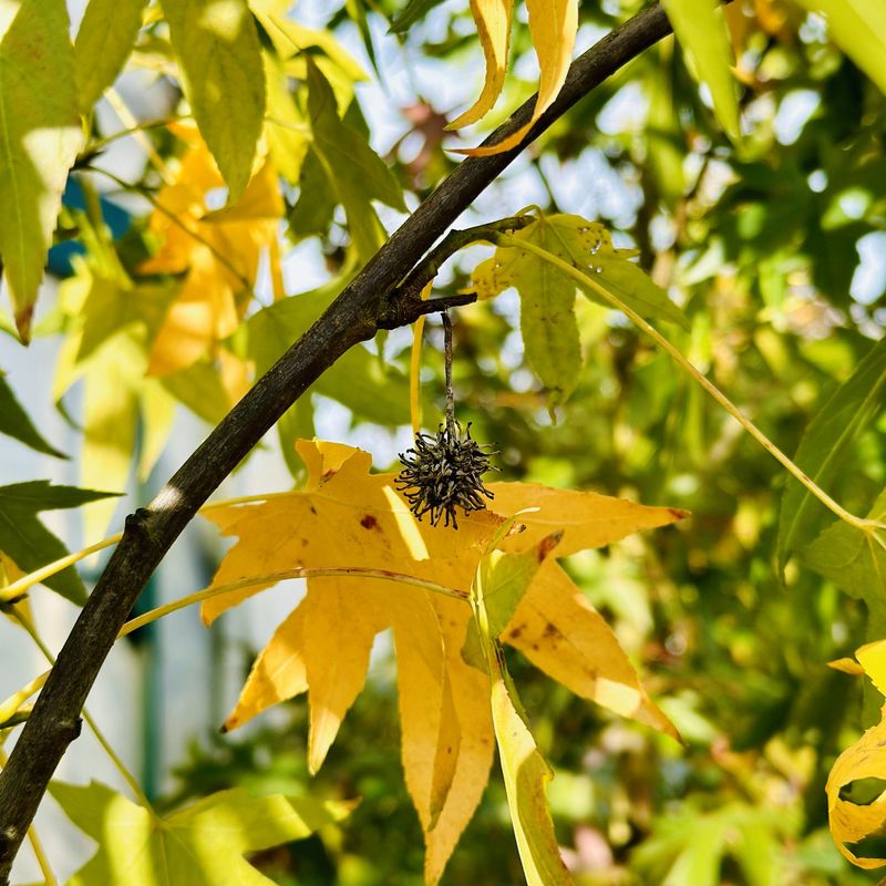 Sweetgum