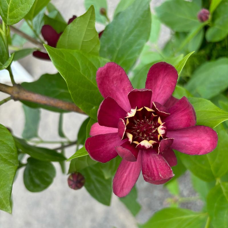 Sweetshrub