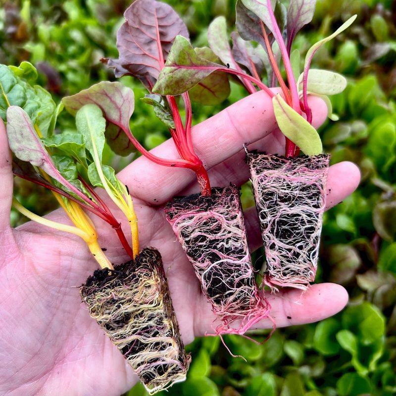 Swiss Chard