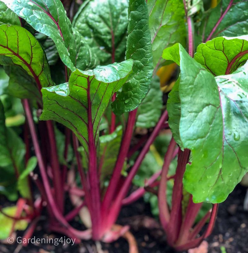 Swiss Chard