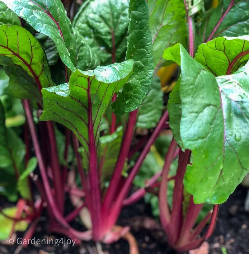 Swiss Chard