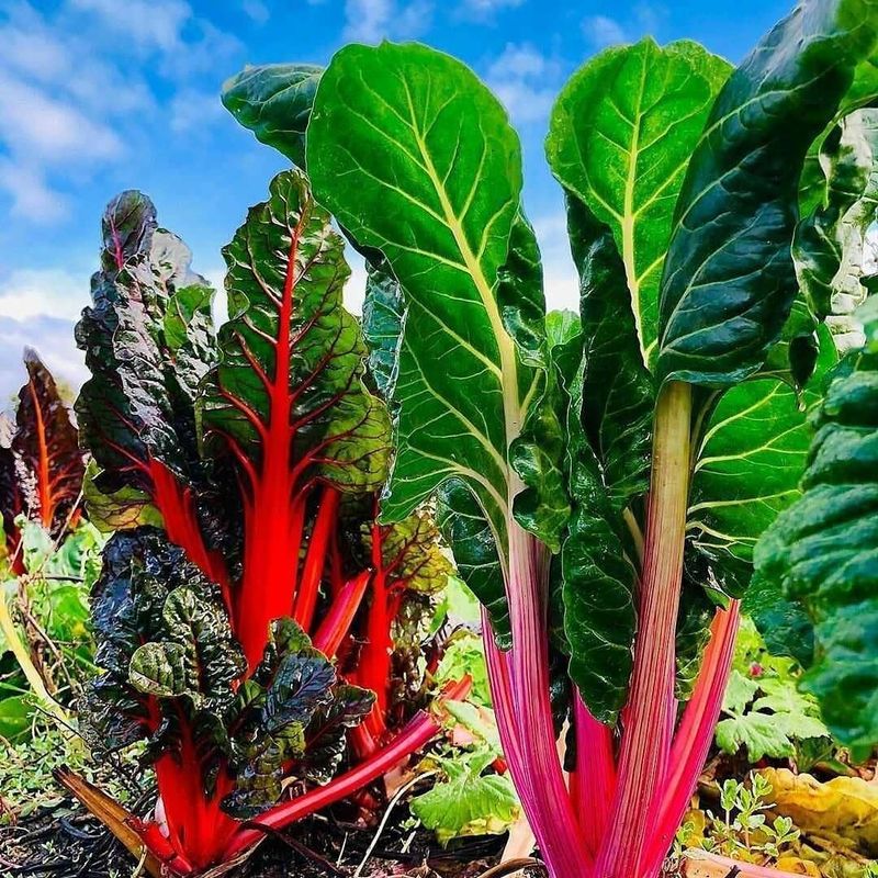 Swiss Chard
